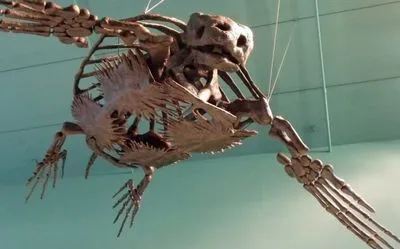 В Китае нашли скелет черепахи с клювом