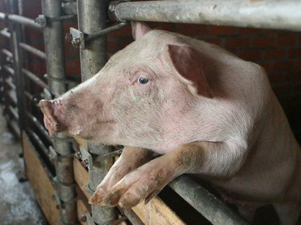 Украинские фермеры сократили объемы выращивания свиней