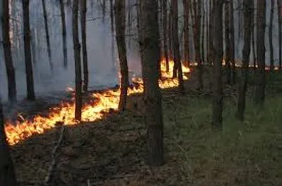На Луганщині спалахнув ліс: до гасіння залучили 85 людей