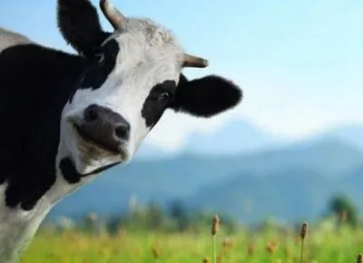 В Киевской области корова упала в двухметровую яму
