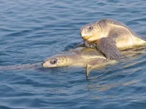 В Мексике расследуют смерть 300 редких морских черепах