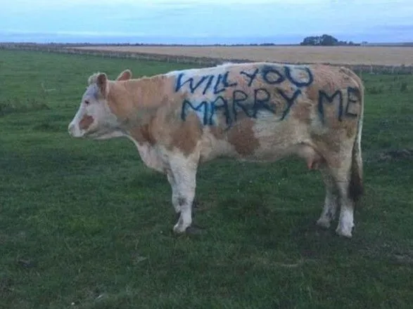 Шотландец позвал девушку замуж, написав предложение на корове