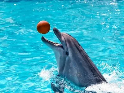 Дельфин после потери стаи - выучил язык морских свиней, чтобы не быть одиноким