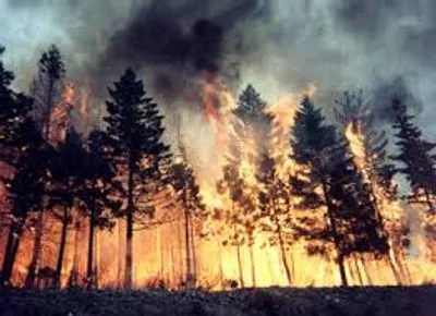 Более 100 человек привлекли к тушению лесного пожара в Харьковской области