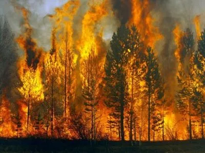 В Харьковской области произошел пожар в хвойном лесу: к тушению привлекли вертолет
