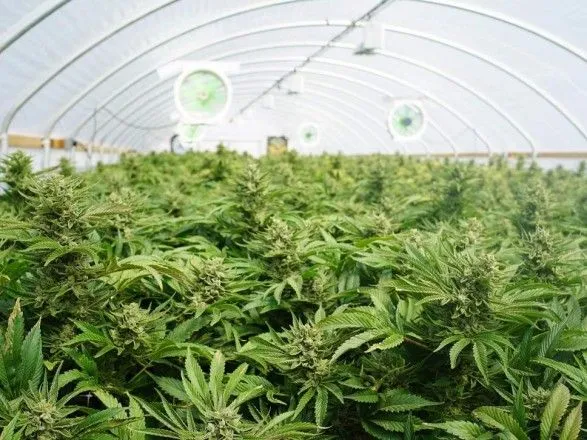 Под Киевом разоблачили фирму, которая выращивала марихуану на экспорт в ЕС