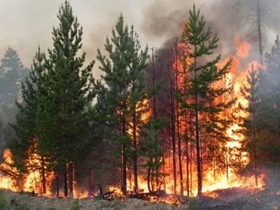 Лісова пожежа на Харківщині: досі тліють окремі осередки