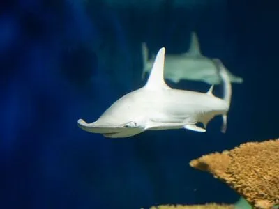 Вчені виявили першу "акулу-вегетаріанку"