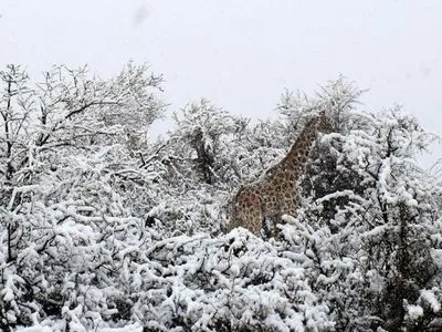 У ПАР сніг застав зненацька тропічних тварин