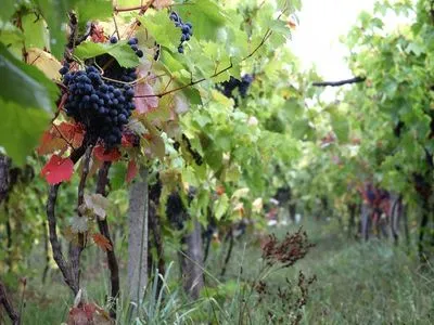 Закарпатские виноделы собирают рекордный урожай