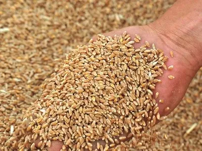 Мінагрополітики збільшило прогноз урожаю зерна до 63,1 млн тонн