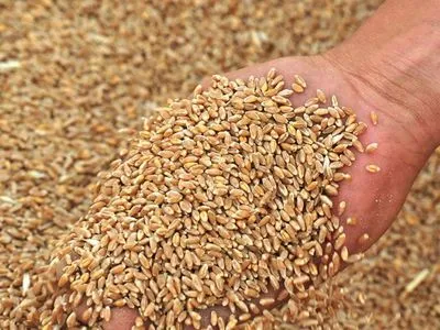 Минагрополитики увеличило прогноз урожая зерна до 63,1 млн тонн