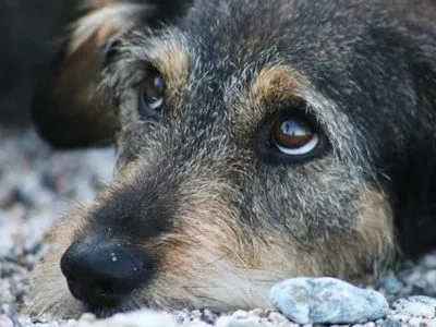 В Винницкой области собаку привязали к авто и тянули по улице
