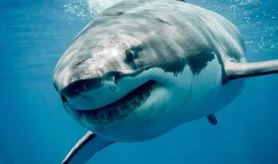 У США через напад акули загинув чоловік