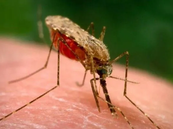 В Кропивницком гражданин Нигерии заболел малярией