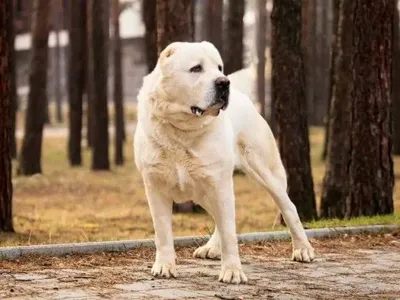 Собака породы алабай покусала ребенка в Одесской области