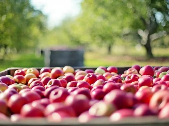 Найбільше українських яблук з початку року купила Білорусь
