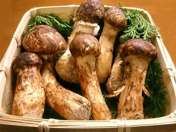 Кім Чен Ин відправив 2 тонни делікатесних грибів у подарунок лідеру Південної Кореї