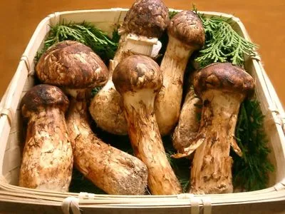 Ким Чен Ын отправил 2 тонны деликатесных грибов в подарок лидеру Южной Кореи