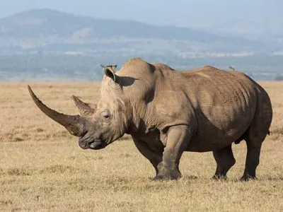 Браконьєри у 2018 році вбили на чверть менше носорогів у ПАР