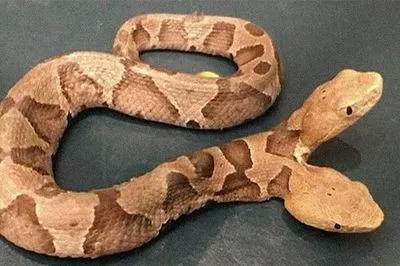 В США обнаружили ядовитую двухголовую змею