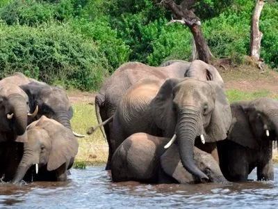 На території національного парку в Зімбабве слон затоптав туристку
