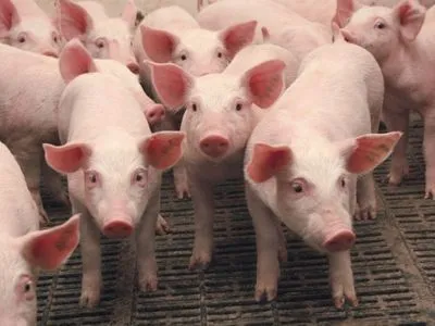 АЧС: в Бельгии проведут массовый забой свиней