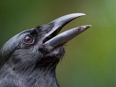 Вимираючих гуамських воронів уперше випустили у дику природу