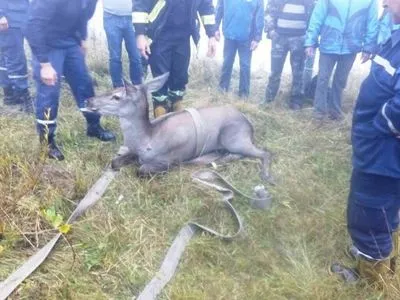 На Львівщині врятували оленицю, яка впала у 4-метровий басейн