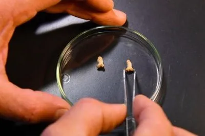 В Польше найдены кости ребенка неандертальца, съеденного птицей