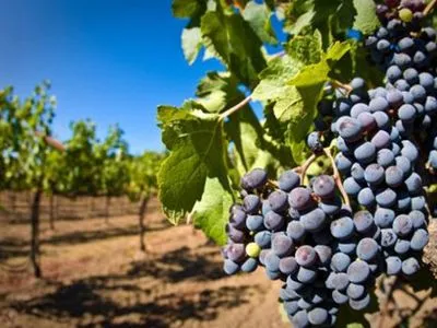 Грузинські винороби похвалилися рекордним урожаєм винограду