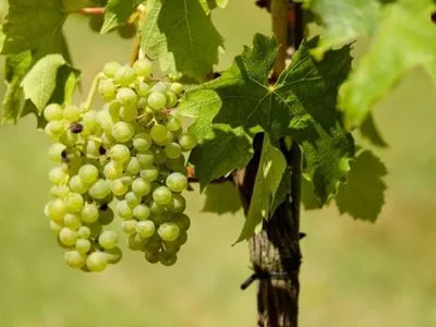 Уряд Австралії стимулює своїх виноробів грошима