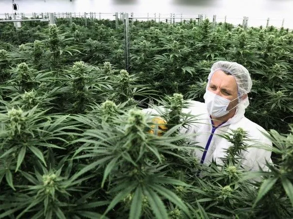 В Канаде сегодня вступает в силу закон о легализации марихуаны в рекреационных целях