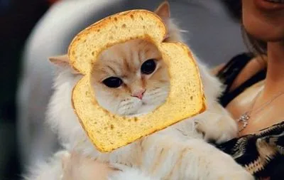 Snapchat добавил селфи-фильтры для кошек