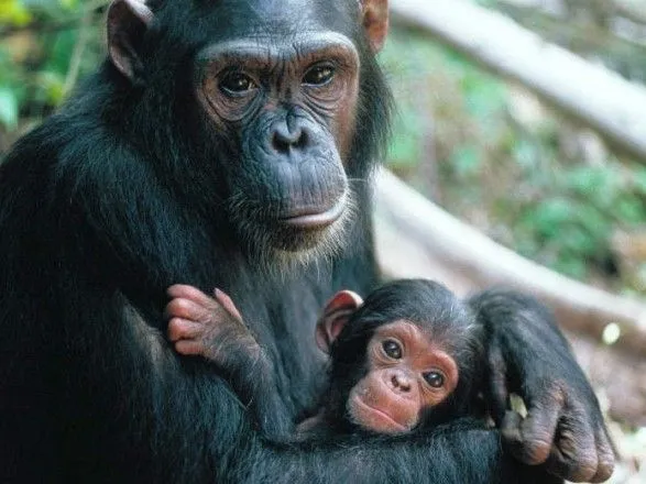 Самки шимпанзе розпізнали дітовбивць серед самців