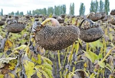 Селяне в Харьковской области требуют вернуть их урожай: подсолнечник вывезла техника с ОРДЛО