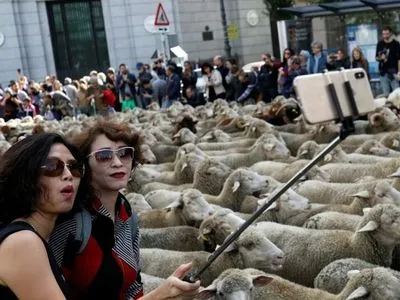 Сотни овец заполнили центр Мадрида