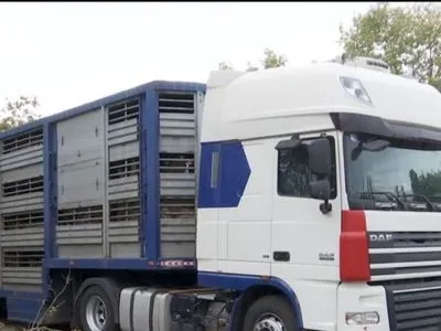 Сотні овець без їжі і води два тижні тримали у Чорноморському портовому терміналі