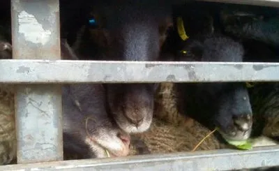 Фура з замореними голодом вівцями намагається покинути термінал порту Чорноморськ