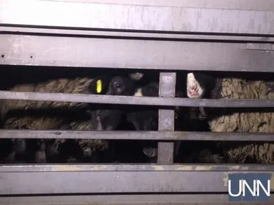 Вантажівку із вівцями, яку два тижні протримали у Чорноморську, розмитнили