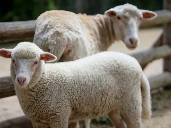 По факту гибели овец в Черноморском портовом терминале открыли два дела