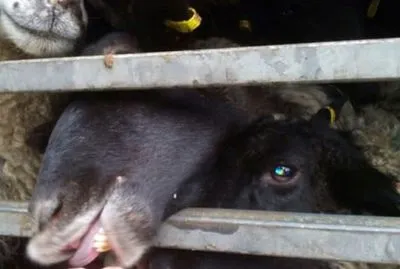 Одеські активісти: із вантажівки, де перебувають вівці, тече трупний яд