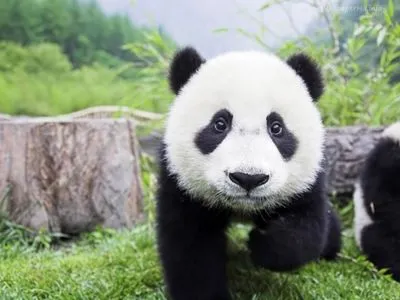 У Китаї туристам заборонили фотографуватися з пандами