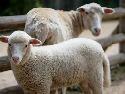 Кровь заморенных голодом овец передали на анализ в Киев – зоозащитники