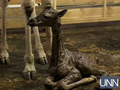 Кумедний чубчик і великі очі: в одеському біопарку показали новонароджене жирафеня