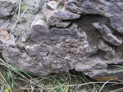 Невідомі на Донбасі хотіли продати кілька тонн скам'янілостей