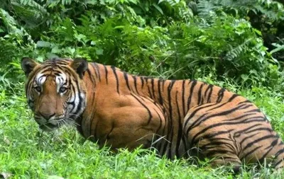 В Индии застрелили тигрицу, которая убила 13 человек