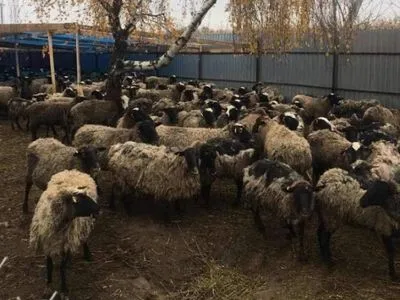 В овець, яких два тижні тримали в порту, не знайшли небезпечних хвороб