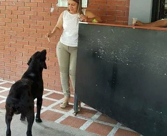 В Колумбии собака научилась "покупать" в кафе печенье