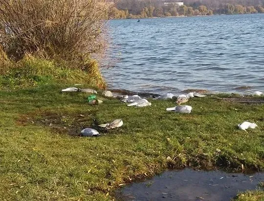 Майже дві сотні мертвих чайок знайшли під Тернополем